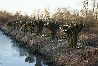 Knotwilgen met nieuwe beugels