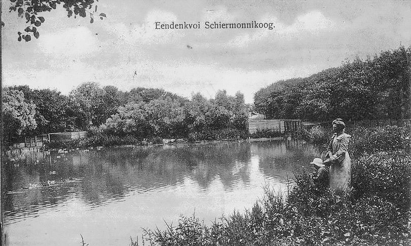 Eendenkooi Schier 
