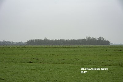 Bloklandse kooi Bloklandse kooi