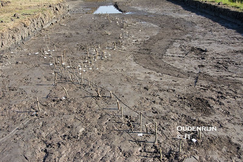 Oudenrijn opgraving