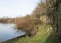 Hond bij kooiplas