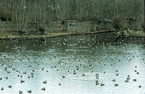 De plas in de ochtend