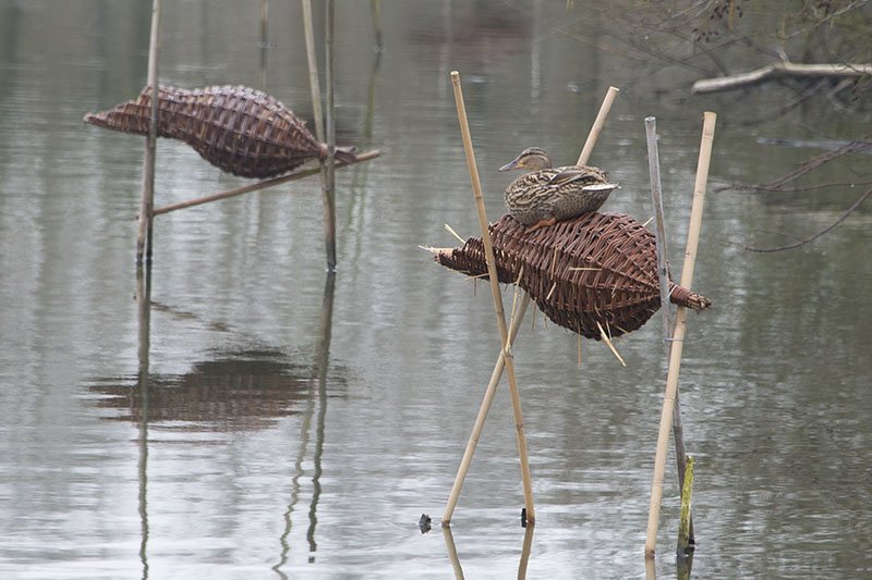 Broedkorven op de plas
