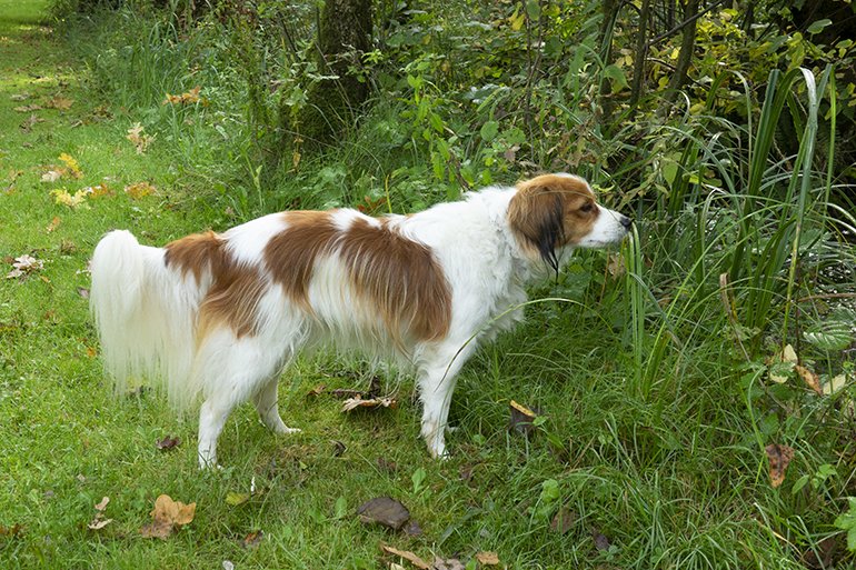 Kooikerhondje