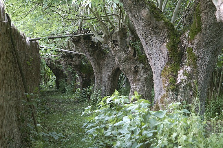 knotessen Waardenburg